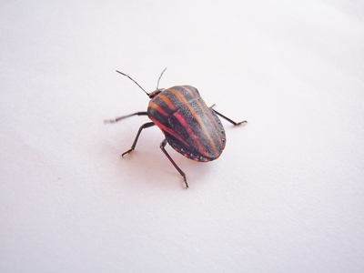 カメ4.jpg