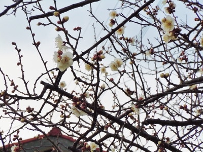 DSCN0726.JPG