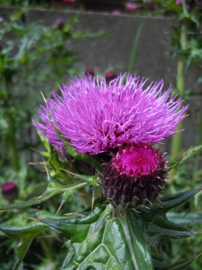 DSCN0965.JPG
