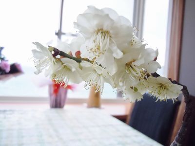 DSCN1554br.jpg
