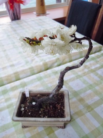 DSCN1555br.jpg