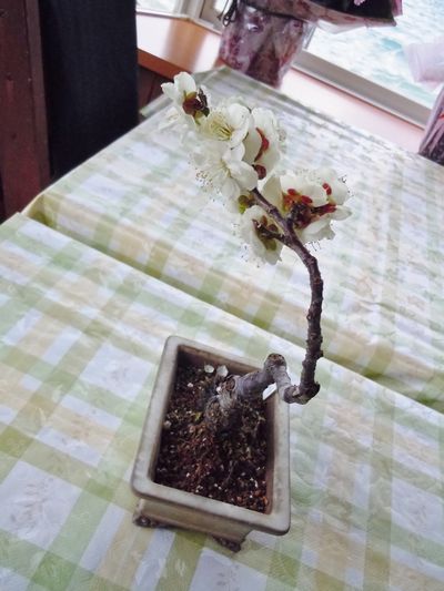 DSCN1557br.jpg