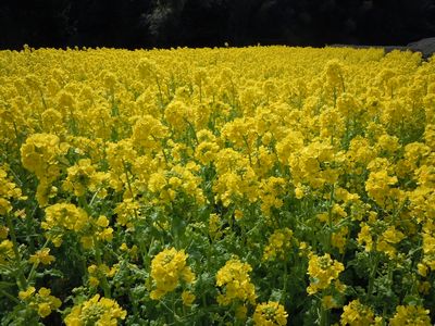 DSCN1613.JPG