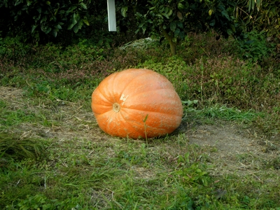 mikan10.jpg